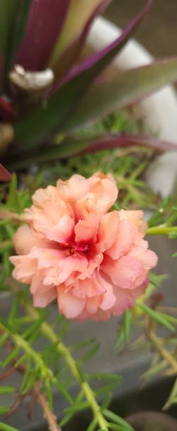 Moss Rose Pink Plant.jpg