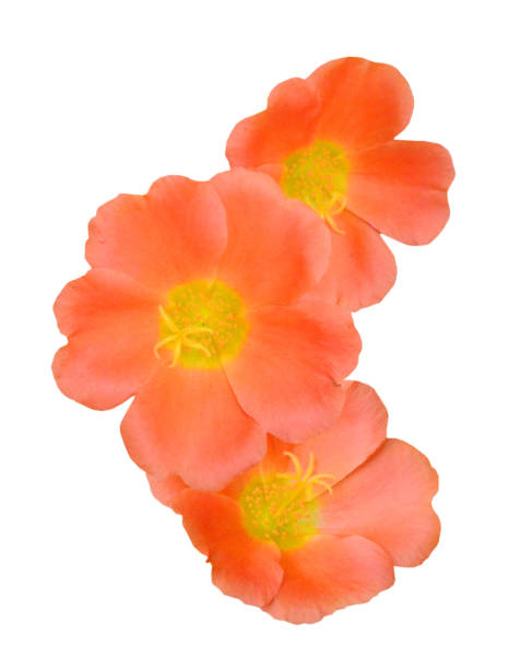 Moss rose or Portulaca grandiflora flower.jpg