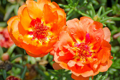 Close up of moss rose flowers, Portulaca grandiflora 'Happy Trails Orange?, growing in a garden..jpg