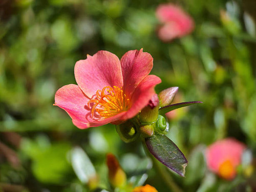 Close up of krokot mawar or mossrose flower (Portulaca grandiflora) is an ornamental plant belonging.jpg