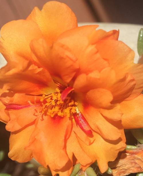 Rose orange flower beauty morning bloom blooming peach soft single flower.jpg