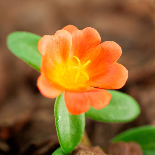 Macro shots of outdoor silk flower.jpg