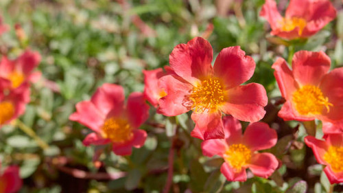 Large-flowered purslane is a flowering plant of the purslane family, has many common names, includin.jpg