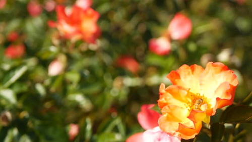 English roses garden. Rosarium Floral background. Tender flowers Blooming, honey bee collects pollen.jpg