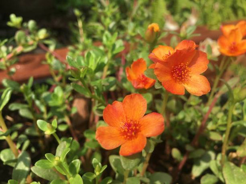 Beautifully colored Portulaca oleracea in pots..jpg