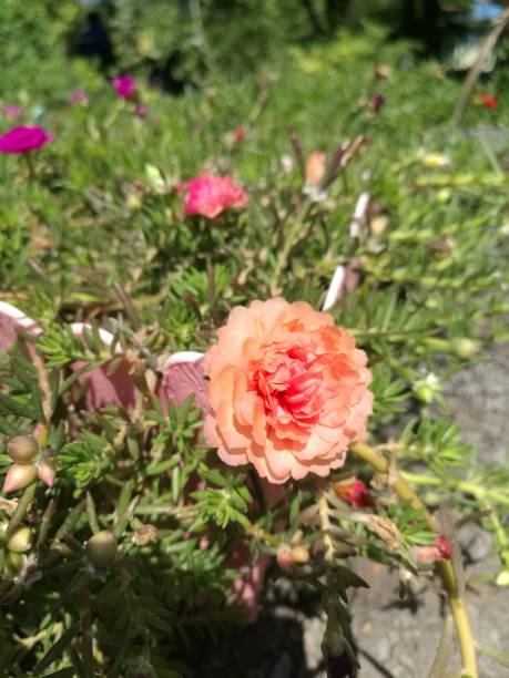 Plants falling apart, plumped in the vegetables, spreading along the surface of the soil. Single Lea.jpg