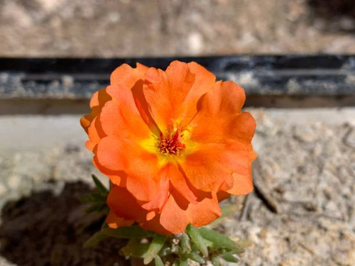 A vibrant orange flower blooming beautifully against a natural background in sunlight.jpg