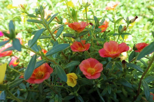 Rose moss Or Portulaca Grandiflora is an ornamental plant belonging to the Portulacaceae family orig.jpg