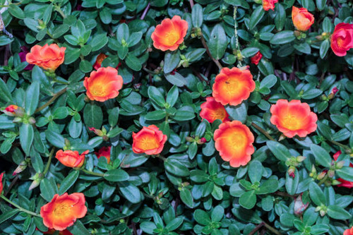 The plant Portulaca oleracea, known as common purslane, baldroega or eleven o'clock, a shrub with su.jpg