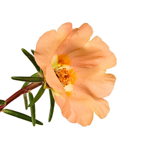 flower portulaca isolated on white background.jpg