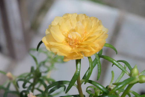 Flower petals Moss-rose purslane Portulaca yellow closeup detail with green leaf background.jpg