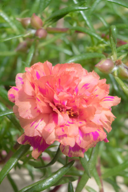Flower petals Moss-rose purslane Portulaca peach pink closeup detail with green leaf background.jpg