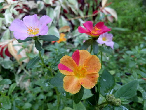 photos of several flowers in one container, with different colors, orange, purple and red.jpg