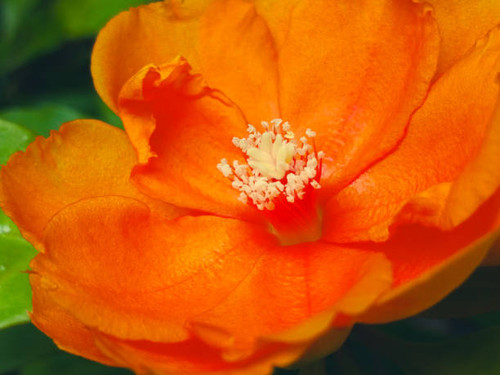 Close up Cactus rose flower with blurred background..jpg