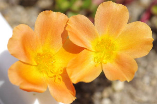 Green purslane flower (Portulaca flower).jpg