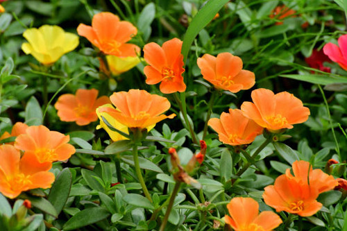 Portulaca, also known as moss rose or purslane, is beautiful flower which is popular for summer flow.jpg