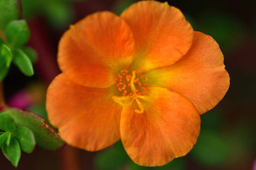 Portulaca, also known as moss rose or purslane, is beautiful flower which is popular for summer flow.jpg