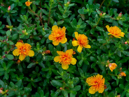 Close up of Portulaca flower (Scientific name Portulaca oleracea)..jpg
