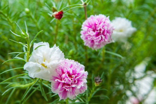 Beautiful Portulaca flower in the garden.jpg