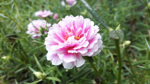beautiful flower. bloom in the morning..jpg