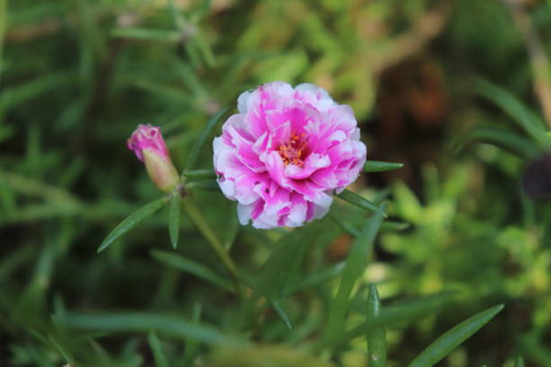 Beautiful portulaca pink flower.jpg