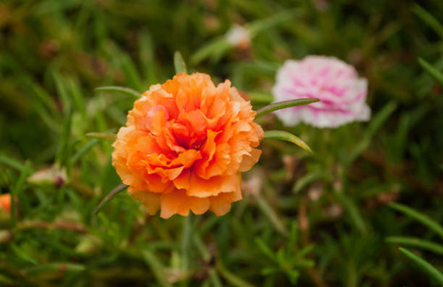 Orange carnation flower on a green meadow.jpg