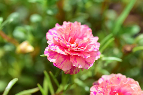 Close up flowers on blur background in nature..jpg