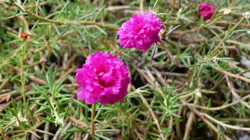 Close up beautiful pink color flower, camera zoom out effect..jpg