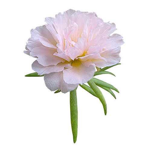 Close-Up of a Pink Portulaca Flower.jpg