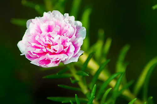Closeup to Little Hogweed.jpg