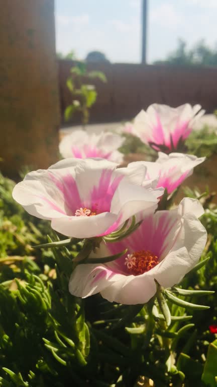 A vibrant close-up of delicate white and pink portulaca flowers in full bloom, captured in soft sunl.jpg