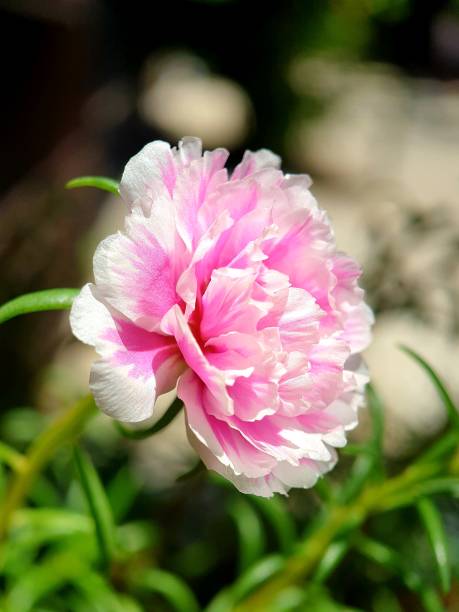 Portulaca grandiflora is a succulent flowering plant in the family Portulacaceae, native to Argentin.jpg