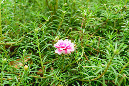 Beautiful pink flower, Naturally beautiful flowers in the garden.jpg