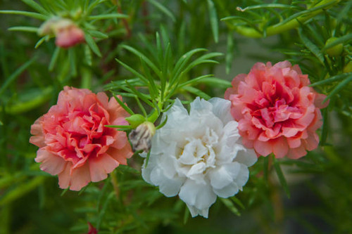 Beautiful Portulaca flower in the garden.jpg