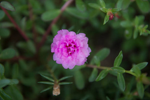beautiful of portulaca oleracea flower.jpg