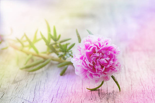 Beautiful flowers with Soft Focus Color Filtered background.jpg