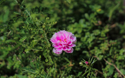 Flowers bloom and are very fertile.jpg