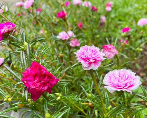 small flowers blooming in the garden, colorful flowers that contrast with the color of the grass.jpg