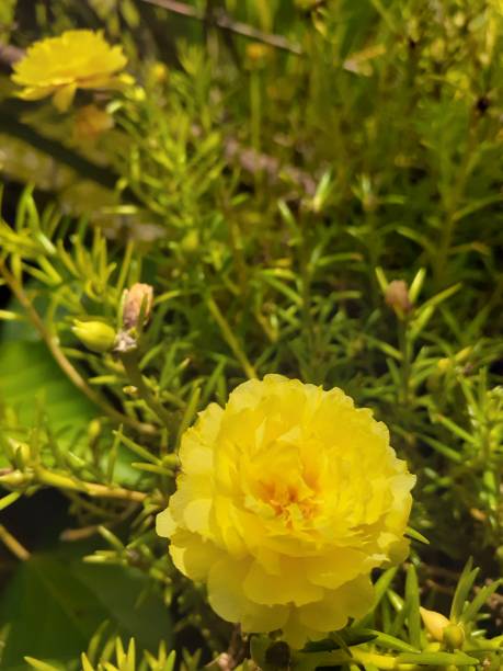 A collection of flowers.jpg