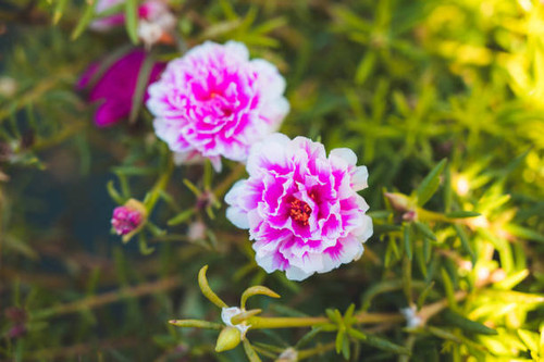 Close up and soft focus of pink Rosemoss flower.jpg