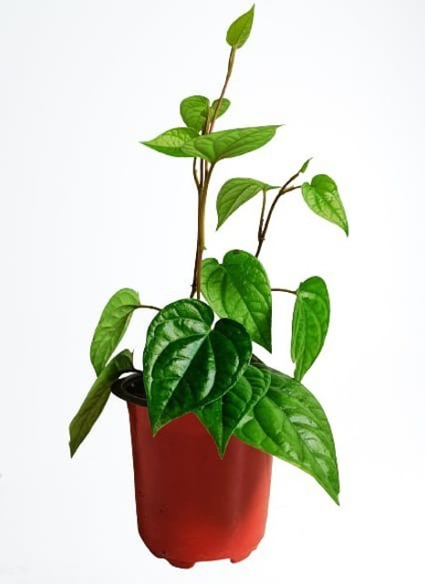 perennial no yes betel leaf magh.jpg
