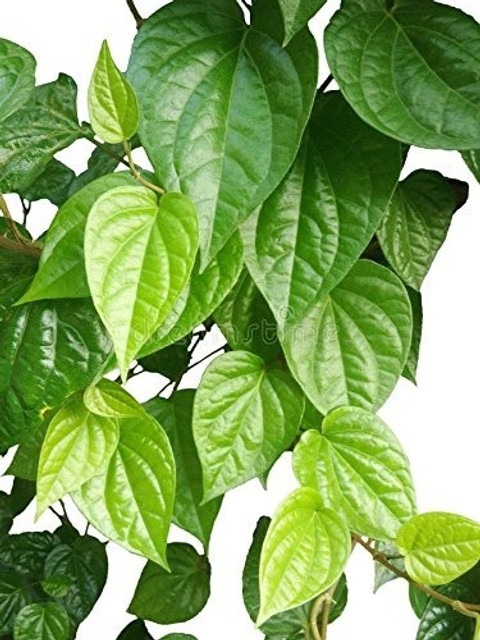 no perennial yes betel leaf magh.jpg