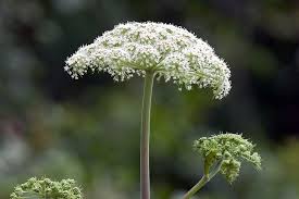 images?q=tbn:ANd9GcRZQKaj2JOMg B7M0t1AuSqgE4NGIwyiuLarQ&s.jpg