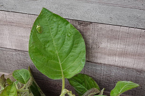 Close-up of a green stink bug camouflaging on a heart-shaped leaf of a skunk vine plant, with a wood.jpg