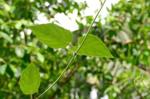 Paederia foetida or Lesser Malayan Stinkwort or Skunkvine or Paederia scandens Daun kentut(Indonesia.jpg
