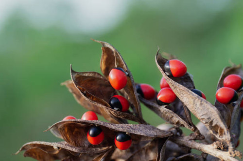 A selective focus shot of rosary pea flower plant with red beans and brown leaves.jpg