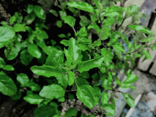 Closeup of wet leaves of tulsi in rainy monsoon season. Holy basil, Sacred basil is worshipped in In.jpg