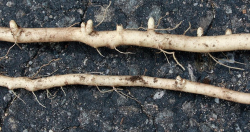 milkweed roots 01 small.jpg