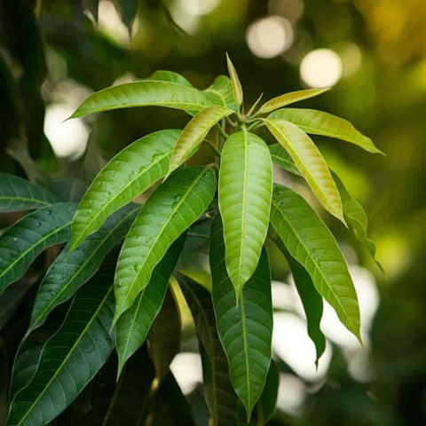 Mango leaves uses 480x480.jpg