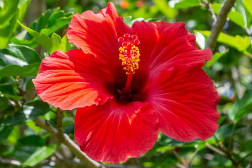 Red hibiscus flower, In garden, New Zealand.jpg